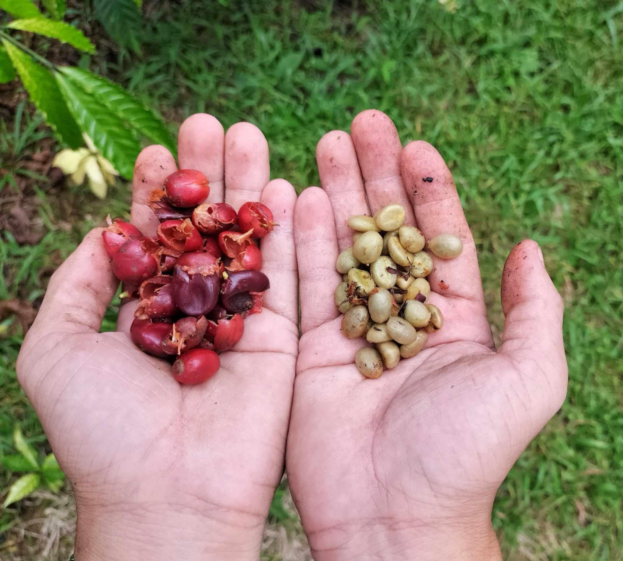 ☕ Why Robusta? Discover the Bold Taste of Berachah Coffee 🌱